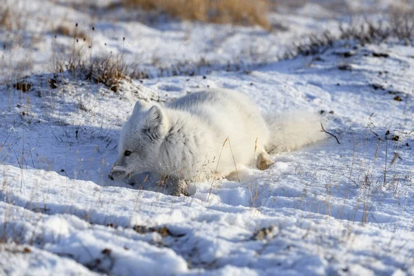 北冰洋狐狸 Vulpes Lagopus 在荒原冻原 北极狐狸撒谎了睡在冻土带里 — 图库照片