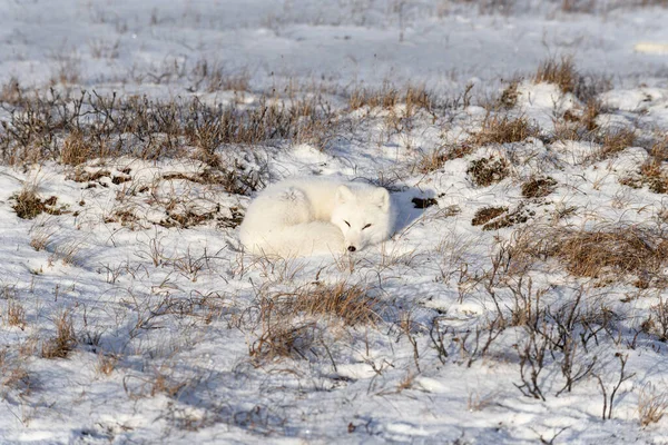 Arctic Fox Vulpes Lagopus Wilde Tundra Renard Arctique Couché Dormir — Photo