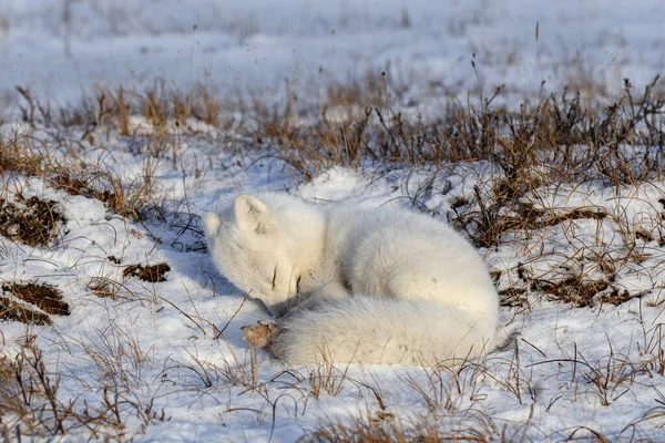 Arctic Fox Vulpes Lagopus Wilde Tundra Renard Arctique Couché Dormir — Photo