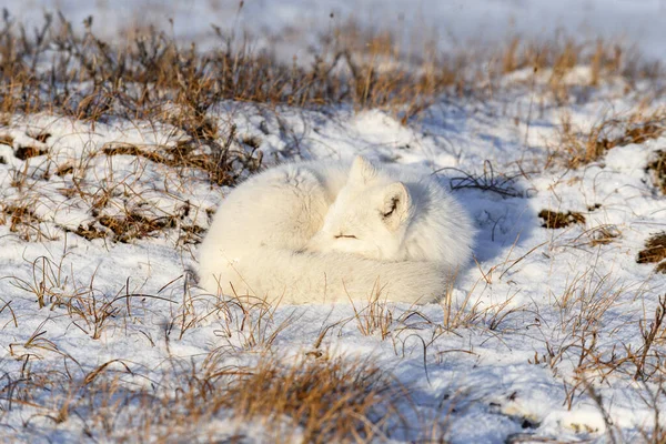 Raposa Ártica Vulpes Lagopus Tundra Selvagem Raposa Árctico Mentir Dormir — Fotografia de Stock