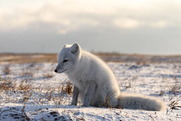 Polarfuchs Vulpes Lagopus Der Wilden Tundra Polarfuchs Sitzt — Stockfoto