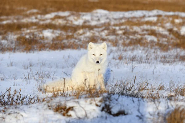 Arctische Vos Vulpes Lagopus Wilde Toendra Noordpoolvos Zit — Stockfoto