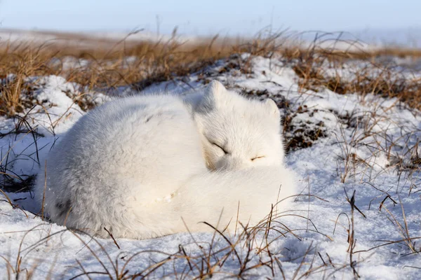 Raposa Ártica Vulpes Lagopus Tundra Selvagem Raposa Árctico Mentir Dormir — Fotografia de Stock