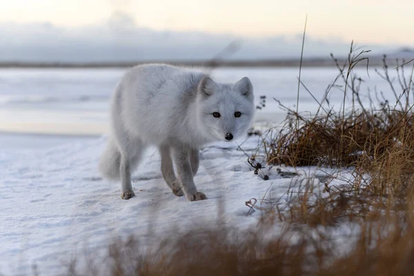 Арктична Лисиця Vulpes Lagopus Зимовий Час Сибірській Тундрі — стокове фото