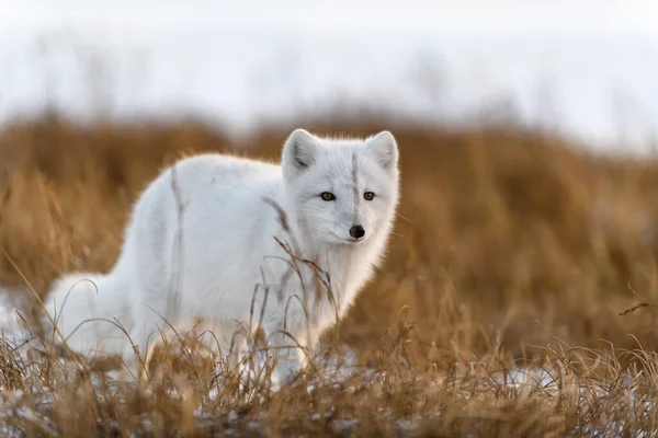 Arctic Fox Vulpes Lagopus Winter Time Siberian Tundra — Stock Photo, Image