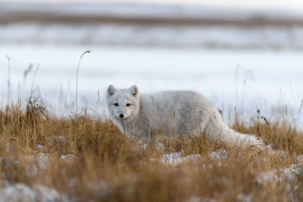 Polarfuchs Vulpes Lagopus Winter Der Sibirischen Tundra — Stockfoto