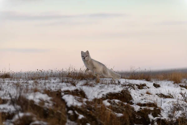 Арктична Лисиця Vulpes Lagopus Зимовий Час Сибірській Тундрі — стокове фото