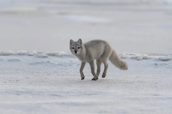 Arctische Vos Vulpes Lagopus Winter Siberische Toendra — Stockfoto