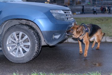 Alman çoban köpeği arabada uyuşturucu ya da bomba kokusu alıyor. Terörist saldırıları önleme. Güvenlik.