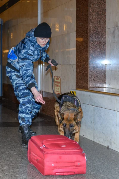 Female police officer with a trained german shepherd dog sniffs out drugs or bomb in luggage. Subway station.