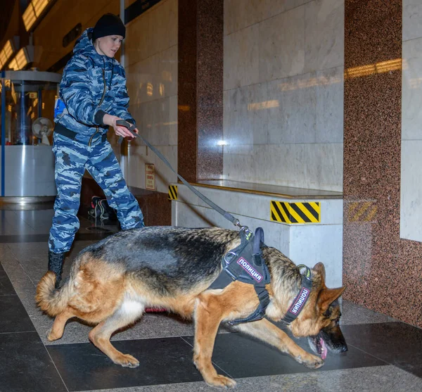 Naispoliisi Koulutetun Saksanpaimenkoiran Kanssa Haistaa Huumeet Tai Pommin Matkatavaroissa Metroasema — kuvapankkivalokuva