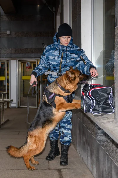 Une Policière Avec Chien Berger Allemand Formé Renifle Drogue Bombe — Photo