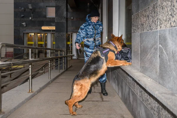 Vrouwelijke Politieagent Met Een Getrainde Duitse Herdershond Ruikt Naar Drugs — Stockfoto