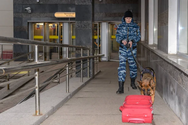 Vrouwelijke Politieagent Met Een Getrainde Duitse Herdershond Ruikt Drugs Bommen — Stockfoto