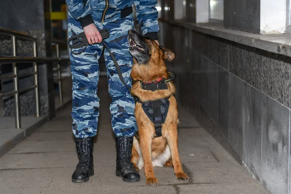 Vrouwelijke Agenten Met Een Getrainde Hond Duitse Herder Politiehond — Stockfoto