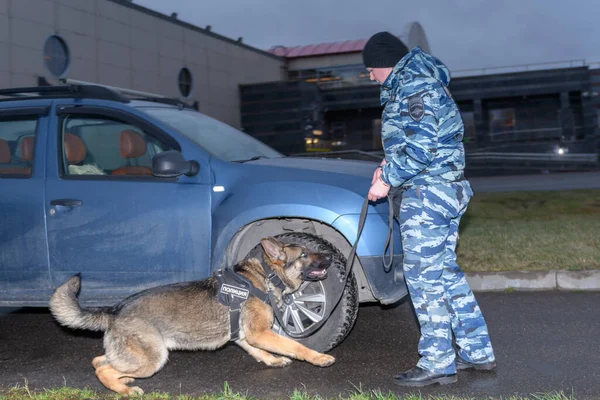 Vrouwelijke Politieagent Met Een Getrainde Hond Ruikt Drugs Bommen Auto — Stockfoto