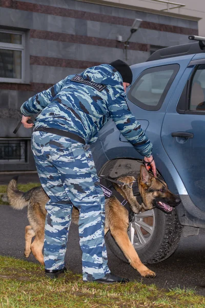 Female police officer with a trained dog sniffs out drugs or bomb in the car. Terrorist attacks prevention. Security. German shepherd police dog.
