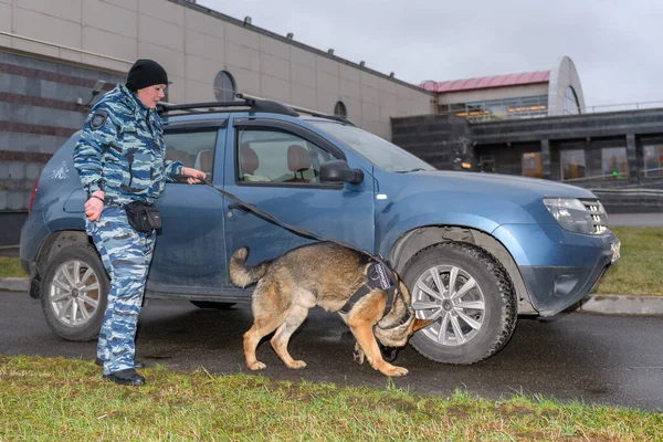 Vrouwelijke Politieagent Met Een Getrainde Hond Ruikt Drugs Bommen Auto — Stockfoto