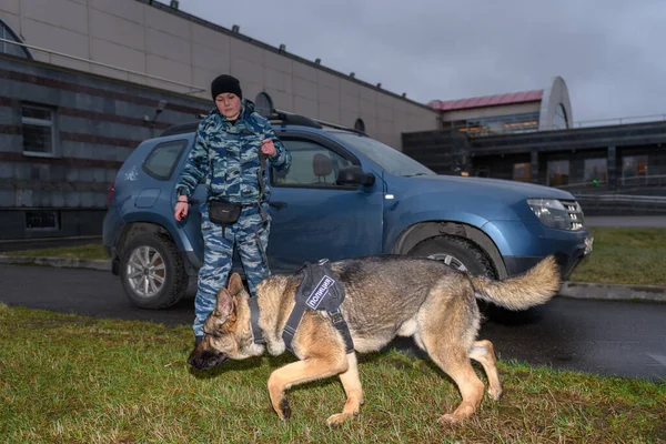 Vrouwelijke Politieagent Met Een Getrainde Hond Ruikt Drugs Bommen Auto — Stockfoto