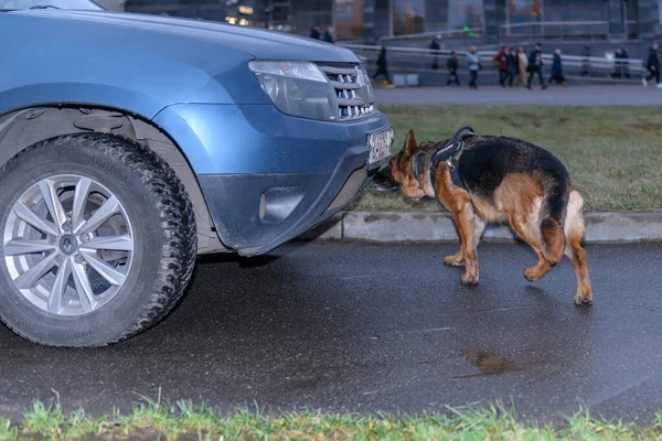 Duitse Herder Politiehond Ruikt Drugs Bom Auto Terroristische Aanslagen Voorkomen — Stockfoto