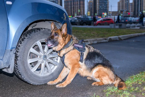 German shepherd police dog sniffs out drugs or bomb in the car. Terrorist attacks prevention. Security.