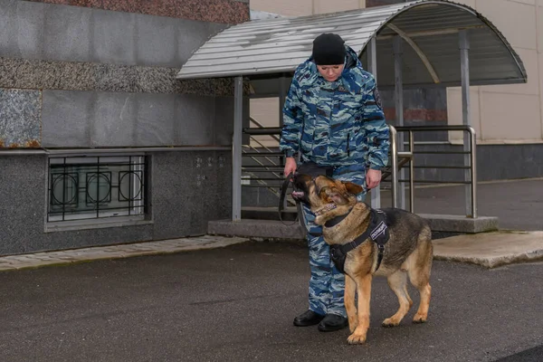 Naispoliiseja Koulutetun Koiran Kanssa Saksanpaimenkoira — kuvapankkivalokuva