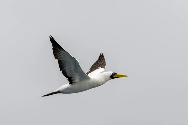 Flygande Gannet Stor Sjöfågel Med Främst Vit Fjäderdräkt — Stockfoto