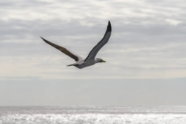 Gansos Voadores Aves Marinhas Grandes Com Plumagem Principalmente Branca — Fotografia de Stock