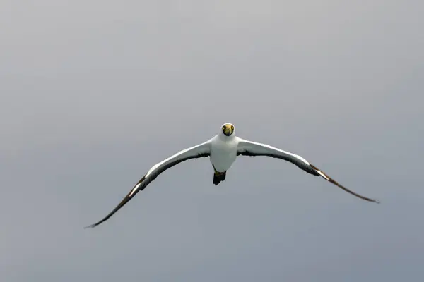 Flygande Gannet Stor Sjöfågel Med Främst Vit Fjäderdräkt — Stockfoto