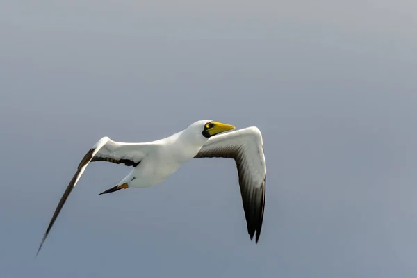 Flygande Gannet Stor Sjöfågel Med Främst Vit Fjäderdräkt — Stockfoto