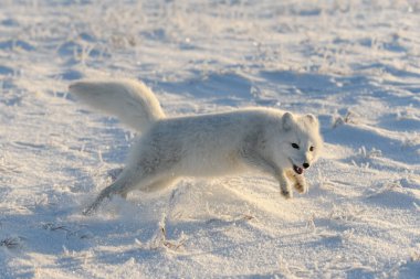 Kışın tundrada vahşi kutup tilkisi (Vulpes Lagopus). Beyaz kutup tilkisi koşuyor.