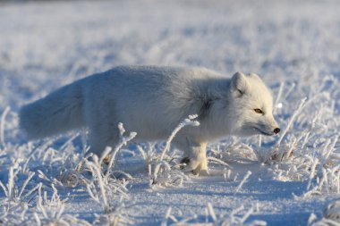 Kışın tundrada vahşi kutup tilkisi (Vulpes Lagopus). Beyaz kutup tilkisi yaklaş.