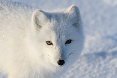Kışın tundrada vahşi kutup tilkisi (Vulpes Lagopus). Beyaz kutup tilkisi yaklaş.
