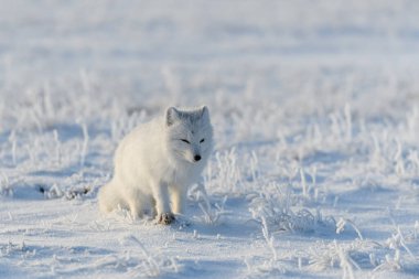 Kışın tundrada vahşi kutup tilkisi (Vulpes Lagopus). Beyaz kutup tilkisi.