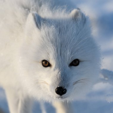 Kışın tundrada vahşi kutup tilkisi (Vulpes Lagopus). Beyaz kutup tilkisi yaklaş.