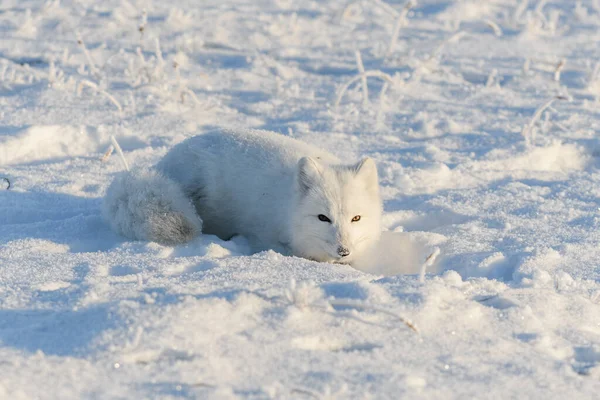 Wilder Polarfuchs Der Winter Der Tundra Liegt Lustiges Polarfuchsspiel — Stockfoto