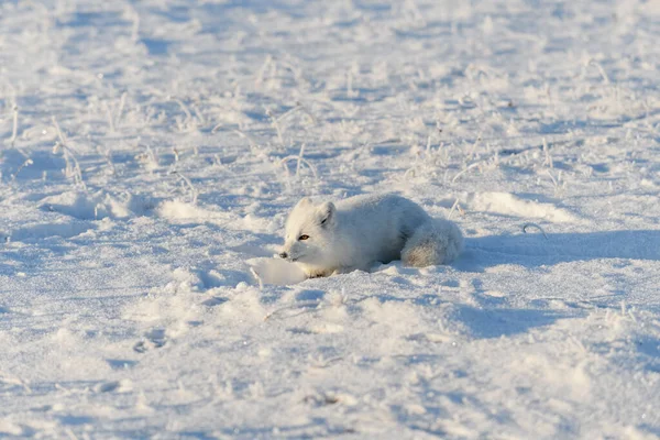 野生の北極キツネは冬時間でツンドラに横たわっています 面白い北極キツネ遊び — ストック写真