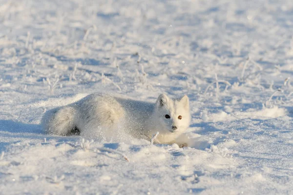 野生の北極キツネは冬時間でツンドラに横たわっています 面白い北極キツネ遊び — ストック写真