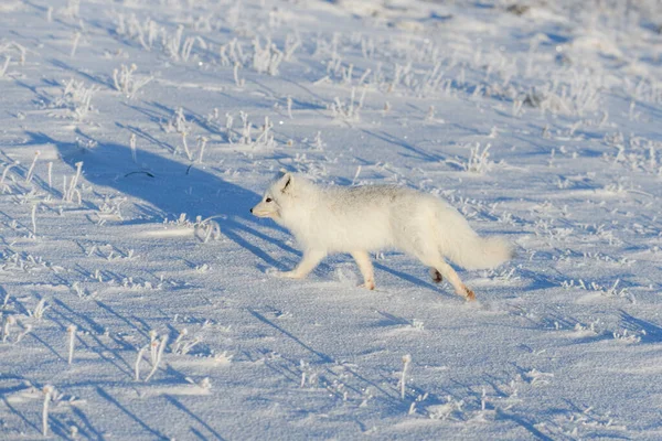 Vadon Élő Sarki Róka Vulpes Lagopus Tundrában Télen Fehér Sarki — Stock Fotó