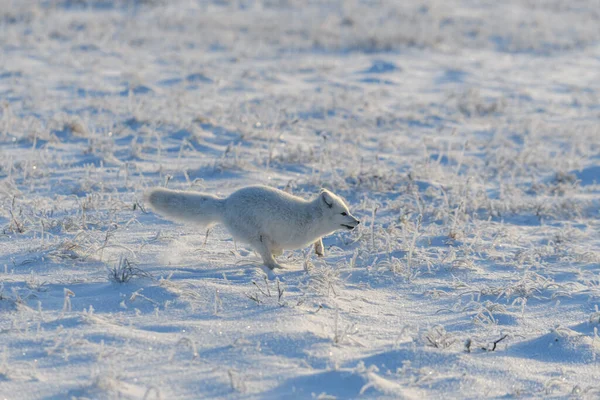 Renard Arctique Sauvage Vulpes Lagopus Dans Toundra Hiver Renard Arctique — Photo