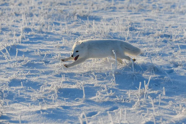 Renard Arctique Sauvage Vulpes Lagopus Dans Toundra Hiver Renard Arctique — Photo