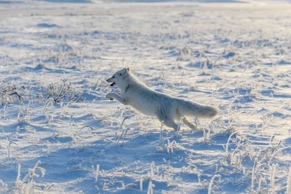 Raposa Ártica Selvagem Vulpes Lagopus Tundra Inverno Raposa Ártica Branca — Fotografia de Stock