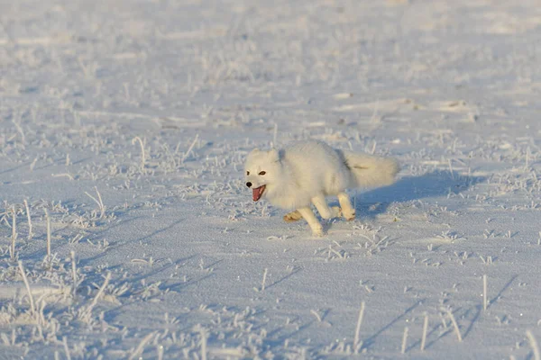 Wilde Poolvos Vulpes Lagopus Toendra Winter Witte Poolvos Vlucht — Stockfoto