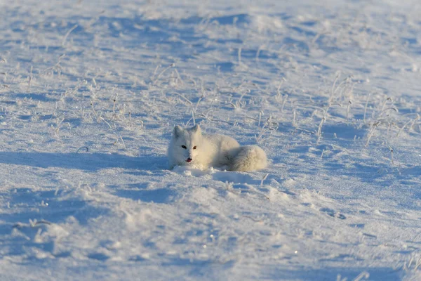 野生の北極キツネは冬時間でツンドラに横たわっています 面白い北極キツネ遊び — ストック写真
