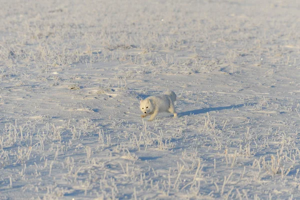Raposa Ártica Selvagem Vulpes Lagopus Tundra Inverno Raposa Ártica Branca — Fotografia de Stock