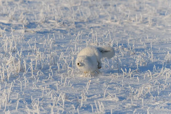 冬季冻土带中的野生北极狐狸 Vulpes Lagopus 白色北极狐狸奔跑 — 图库照片