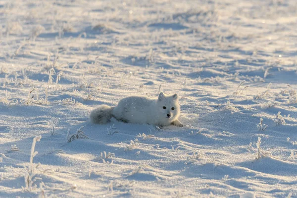 Raposa Ártica Selvagem Deitada Tundra Inverno Engraçado Arctic Fox Jogar — Fotografia de Stock