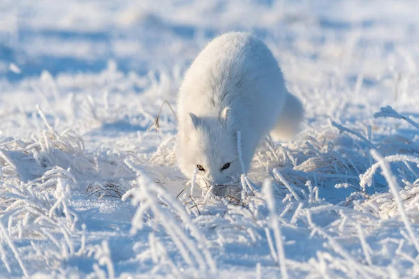 Дикая Арктическая Лиса Vulpes Lagopus Тундре Зимой Белая Арктическая Лиса — стоковое фото