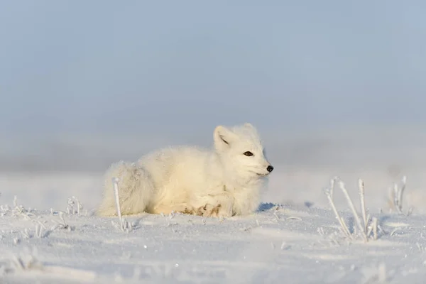 Arktischer Wildfuchs Vulpes Lagopus Der Tundra Winter Weißer Polarfuchs Lügt — Stockfoto
