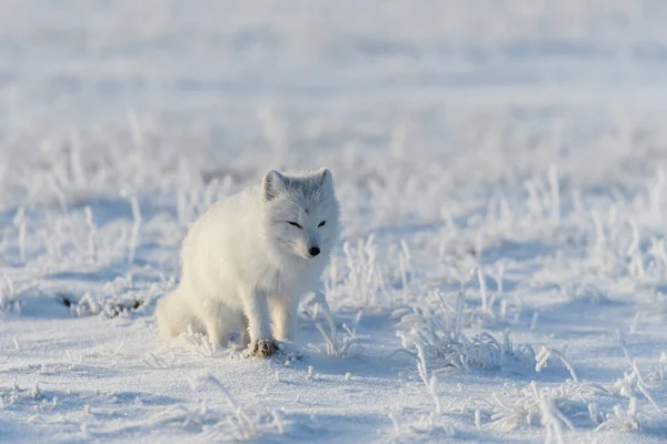 Zorro Ártico Salvaje Vulpes Lagopus Tundra Invierno Zorro Ártico Blanco —  Fotos de Stock